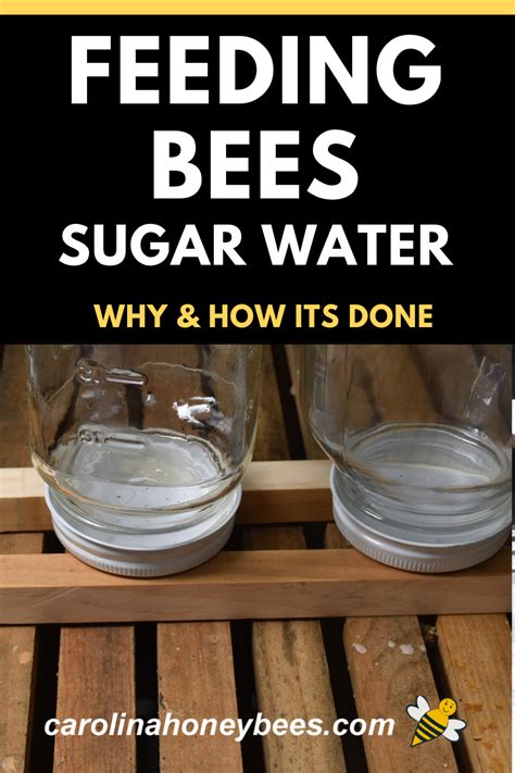 Is it OK to feed bees sugar water?